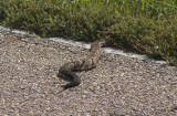 Timber Rattlesnake