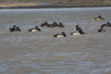 Scaup comparison.