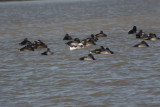 Long-tailed Duck