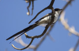 Fork-tailed Flycatchers