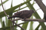 Ruddy Ground Dove