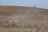 Rutherford Co Landfill Gulls