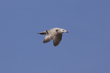 Herring Gull