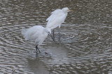 Little & Cattle Egrets