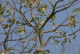 Rose-ringed Parakeet