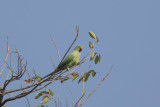 Rose-ringed Parakeet