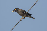 Common Myna