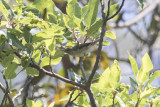 Greenish Warbler