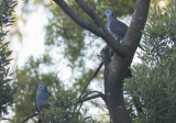 Nilgiri Wood-Pigeon