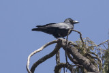 Large-billed (Indian Jungle) Crow