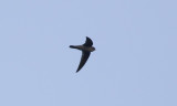 Indian Swiftlet