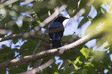 Asian Fairy bluebird