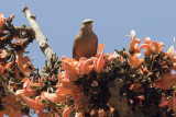 Chestnut-tailed Starling
