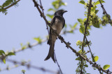 White-bellied Drongo