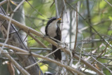 Indian Scimitar-Babbler