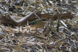 Indian Pitta