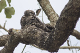 Jungle Nightjar