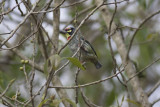 Coppersmith Barbet