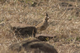 Malabar Lark