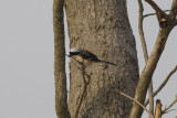 Bay-backed Shrike