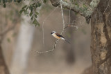 Bay-backed Shrike