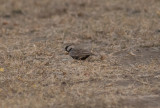 Ashy-crowned Sparrow-Lark