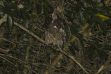 Brown Fish-Owl