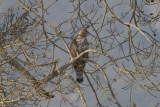 Crested Hawk-Eagle