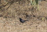Indian Robin