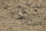 Jerdons Bushlark