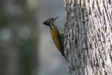 Common Flameback