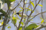 Purple-rumped Sunbird