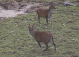 Barking Deer