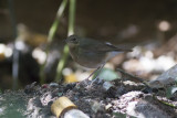 Indian Blue Robin