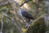Common Hawk-Cuckoo