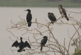 Indian & Little Cormorants
