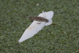 Indian Pond-Heron