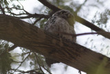 Spotted Owlet
