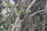 Dusky-striped Squirrel