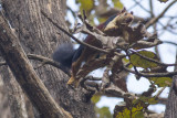 Indian Giant Squirrel