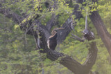 Oriental Darter