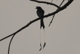Greater Racket-tailed Drongo
