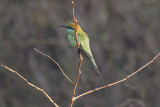 Green Bee-eater