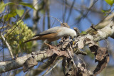 Malabar Starling