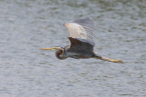 Purple Heron