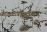 DSC01741_White-rumped Sandpiperb.jpg