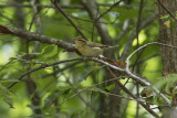 _M4A0227_Worm-eating Warbler.jpg