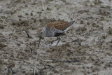 _M4A9982_Dunlin.jpg