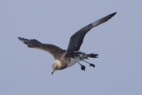 Long-tailed Jaeger
