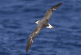 Black-capped Petrel